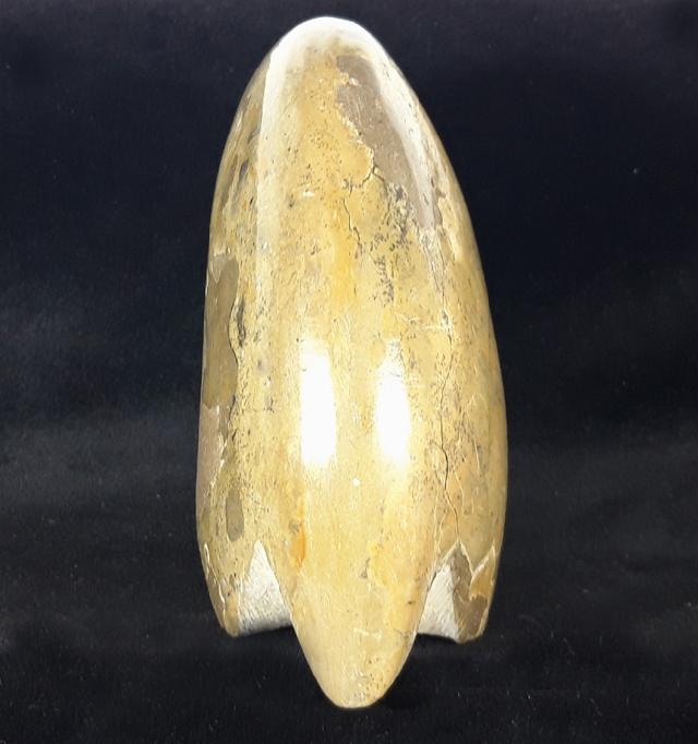 Manticoceras cf. intumescens (BEYRICH 1837) - Bild &copy; FossNet FossilienStore